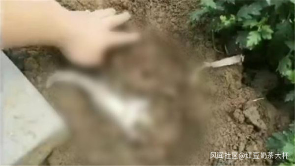 河北一高校生被指再虐猫前次行为已移交警方 四川教育报道网手机版 河北一高校生被指再虐猫前次行为已移交警方 四川教育报道网手机版