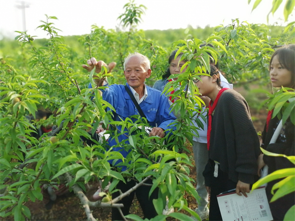 与劳育人 安居区拦江镇凉风小学开展疏果活动