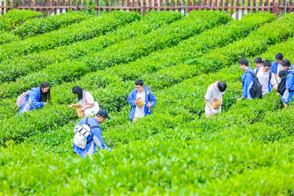 五育融合践初心！三岔湖高级中学蒙顶山研学厚植家国情怀