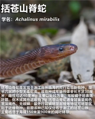 17岁男生发现新物种筷子蛇登上SCI