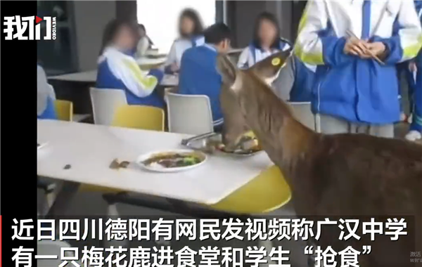 德阳一中学有梅花鹿进食堂“抢食”