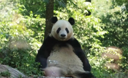 春假将至，四川多个景区的免票福利来了